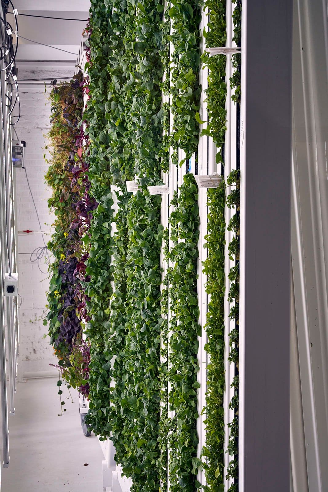 Vertical hydroponic farm with lush green plants growing in white towers. The setting is indoors with bright lighting, creating an organized, modern feel.